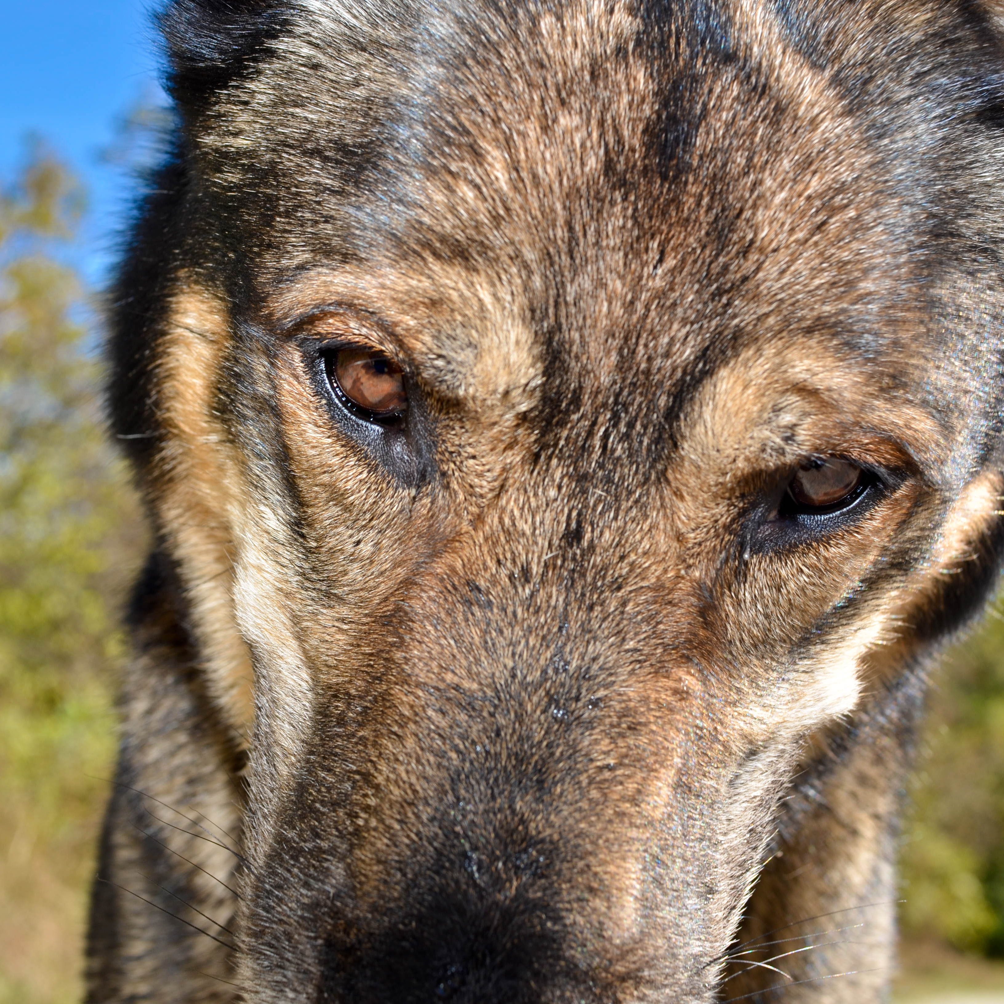 Focused on a dogs brown eyes